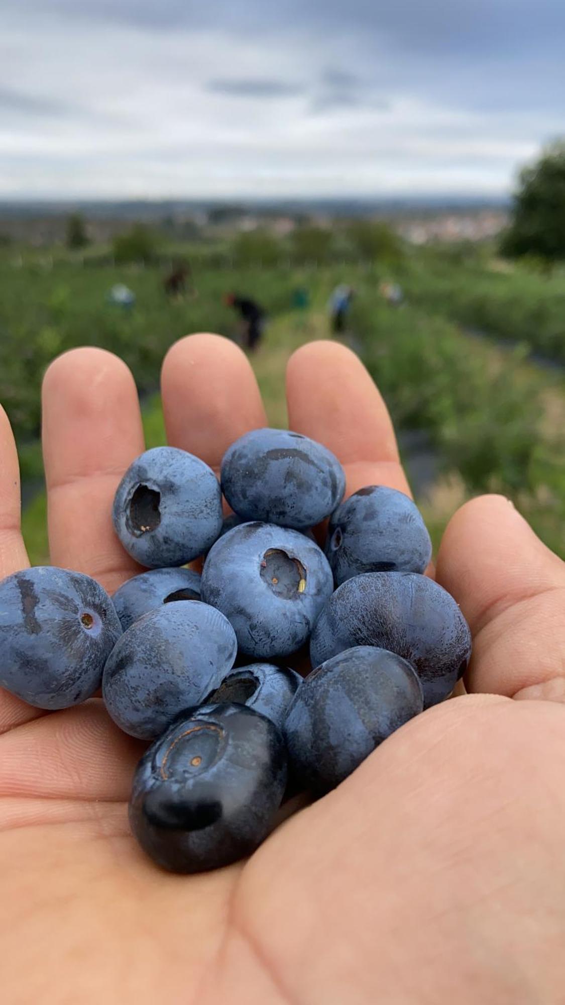 Quinta Da Cumieira Nova Villa Seia Eksteriør bilde